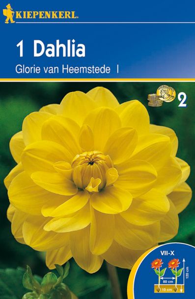 Schmuckdahlie Glorie van Heemstede