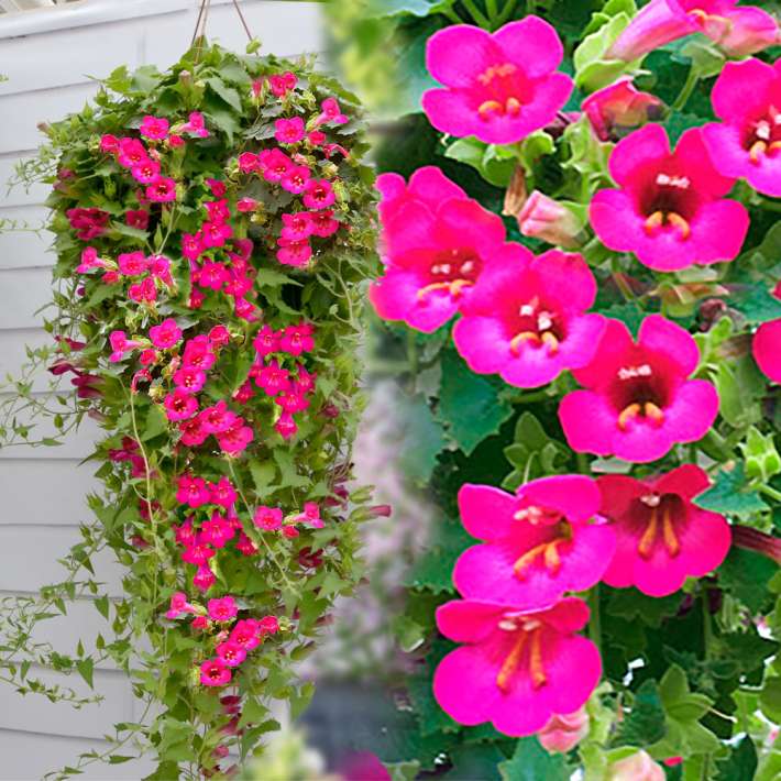 HängeGloxinie Lofos® 'Wine Red' Hängende und kletternde Balkon und