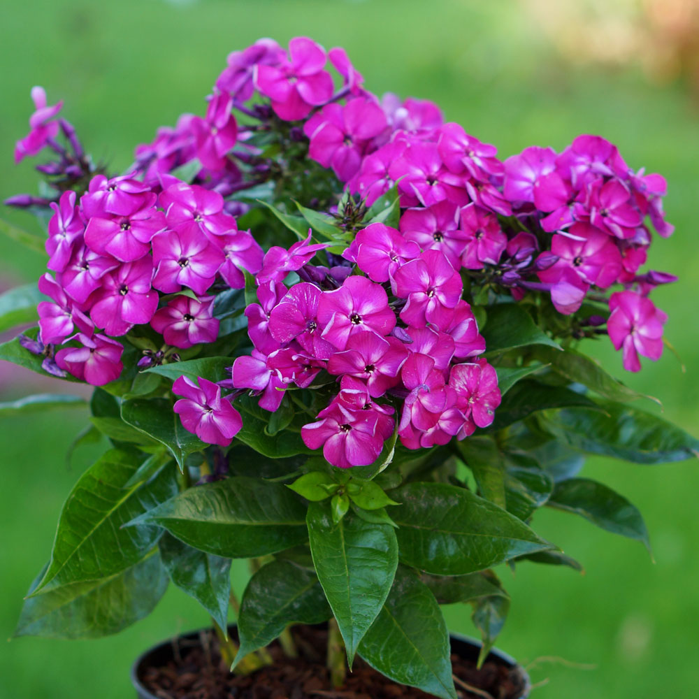 Phlox Bambini® 