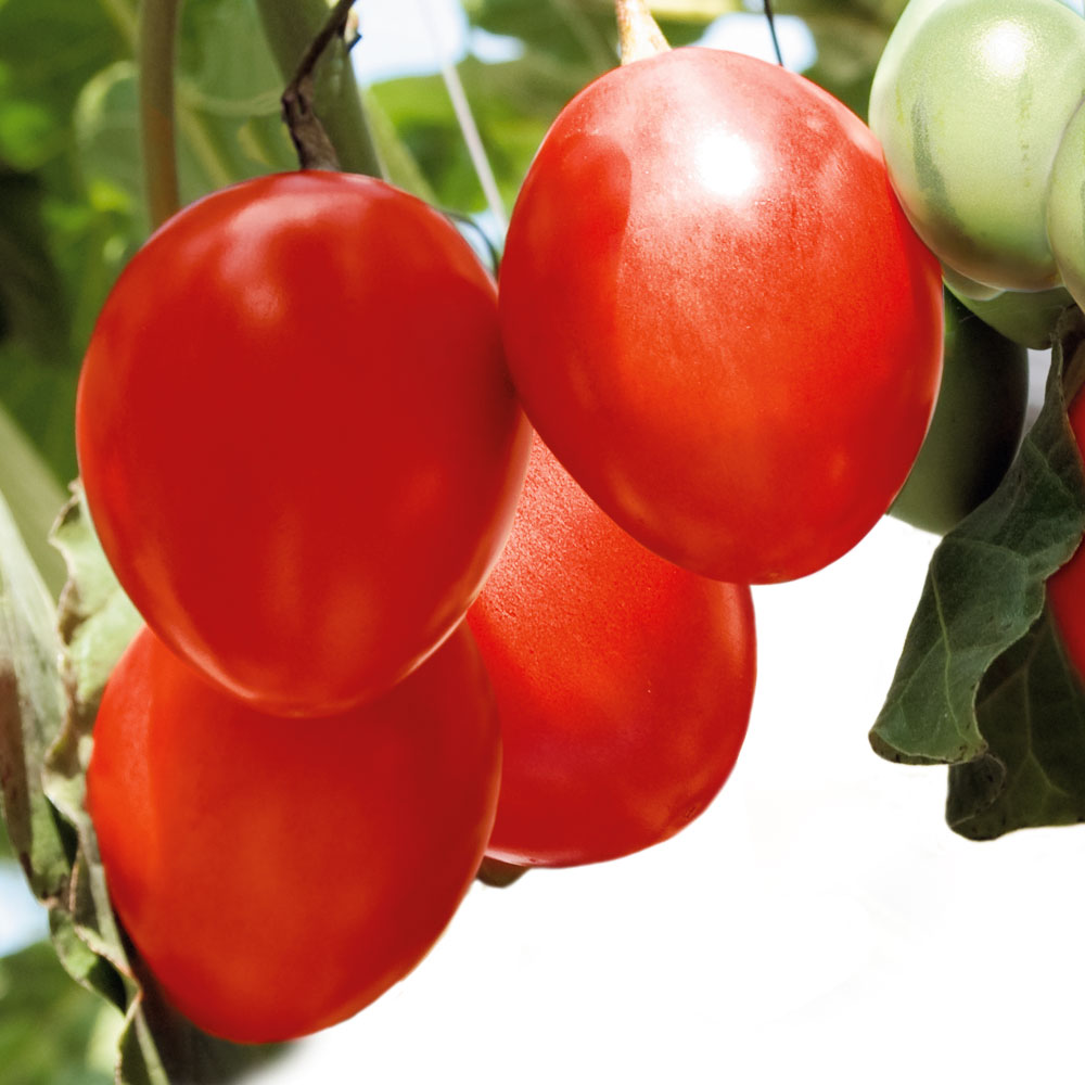 RiesenBaumTomate 'Grandiccio®' weiteres Gemüse