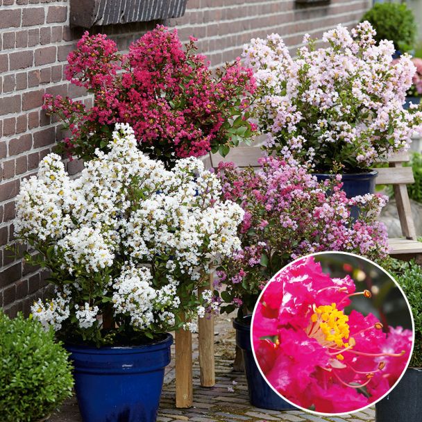 Lagerstroemia rot