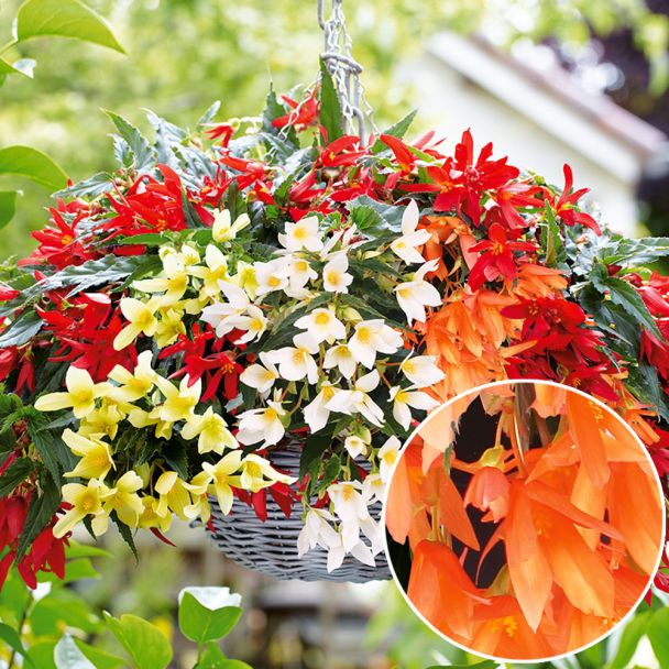 Begonie Beauvilia®, Orange