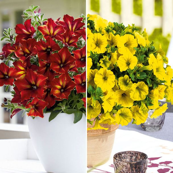 Petunien Hello Yellow und Crazytunia® Mandeville im Sparset