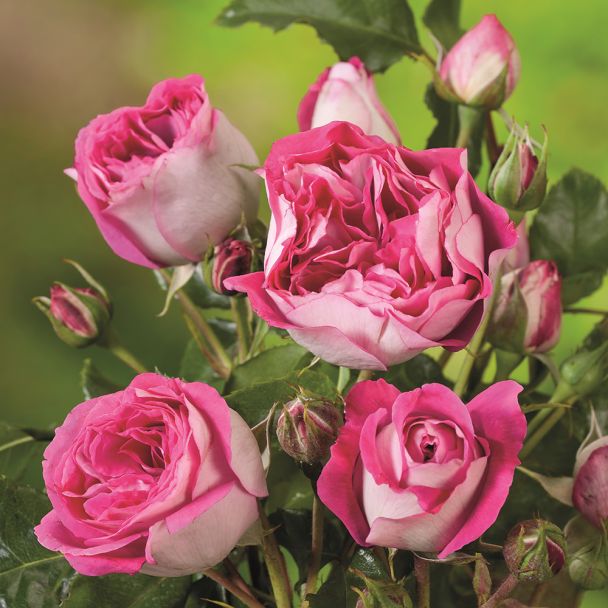 Nostalgie-Rose 'Maxim®'