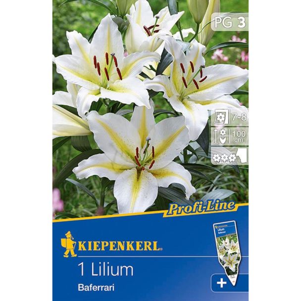 Profi-Line Lilium Baferrari