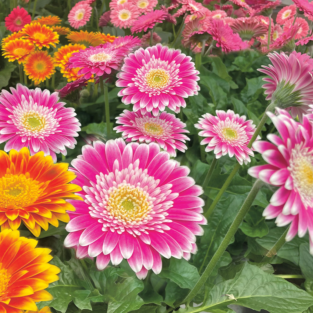 Gerbera Sweet Fiesta Pink kaufen Ahrens+Sieberz Pflanzenversand