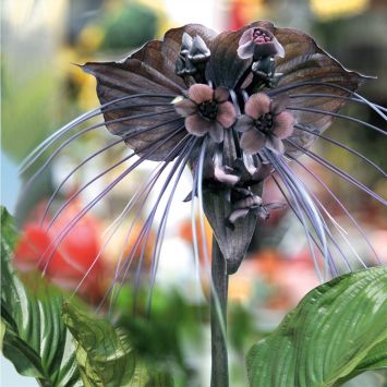 Tacca Black Beauty