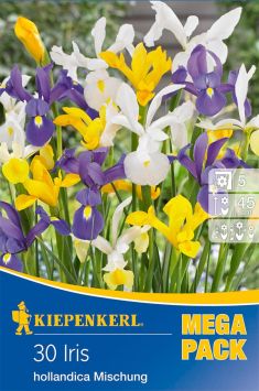 Iris Hollandica Mix