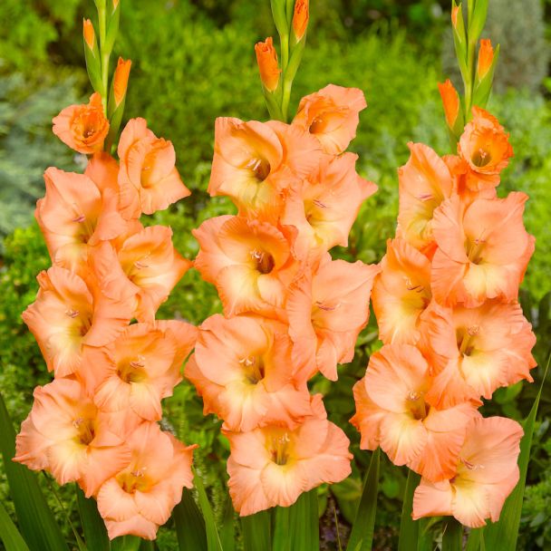 Gladiole Jessica