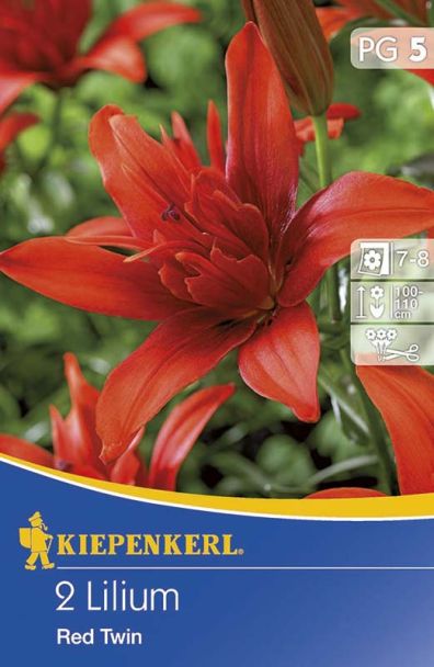Lilien 'Red Twin'