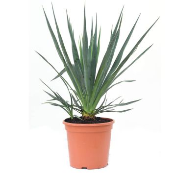 Kerzen-Palmlilie Variegata