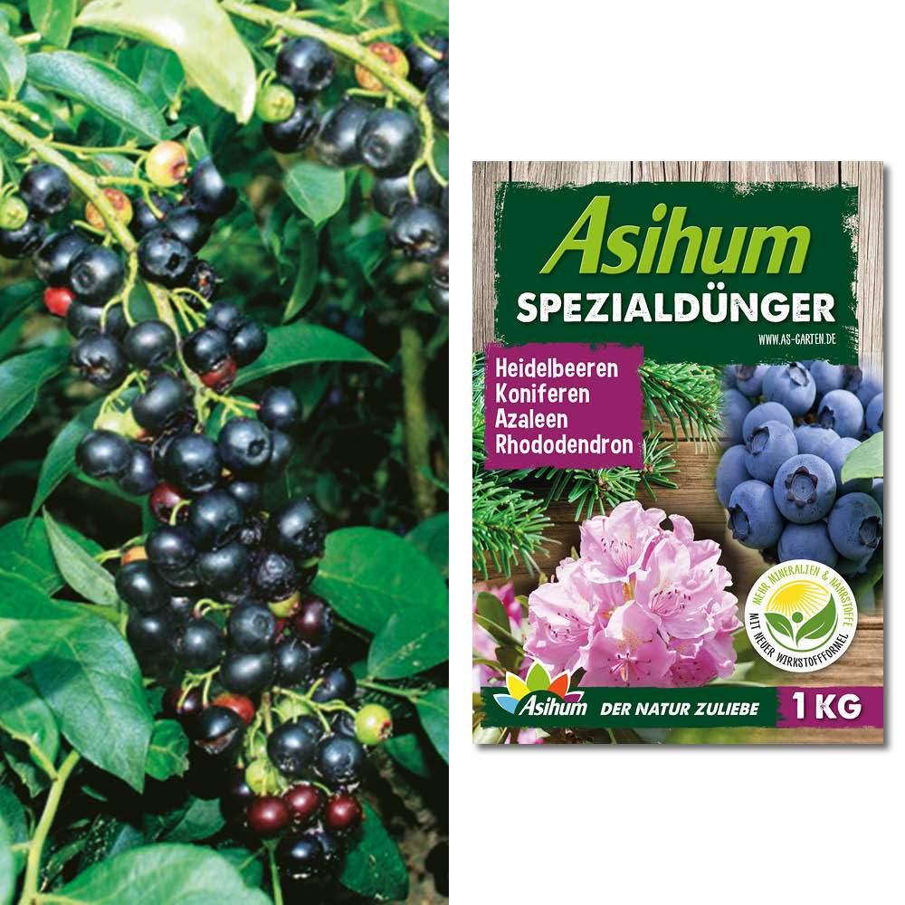Sparpreis 2 x schwarze Heidelbeere 'KiJo Beere® Blacky' + 1 kg Dünger