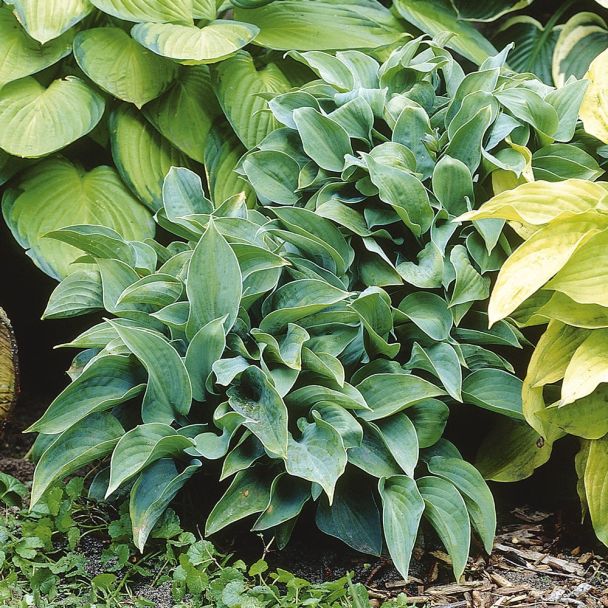 Hosta Hybriden 'Halycon'