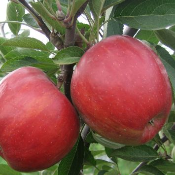 Apfelbaum 'Braeburn'