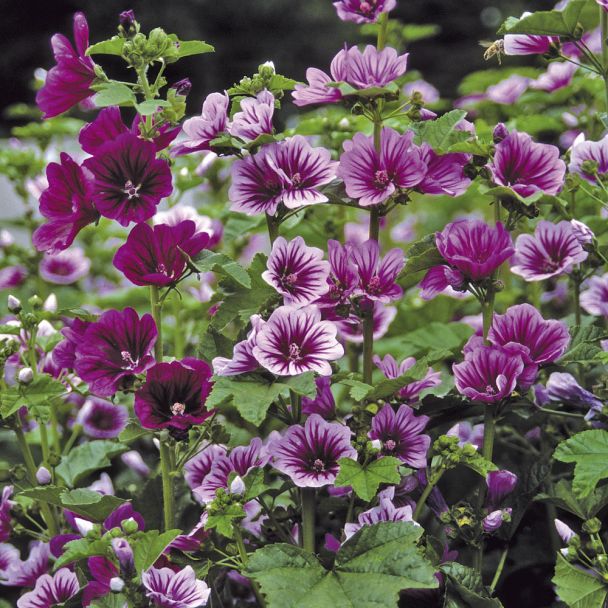 Malva 'Zebrina'