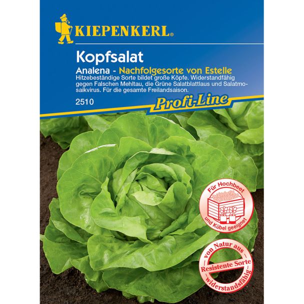 Kopfsalat Analena