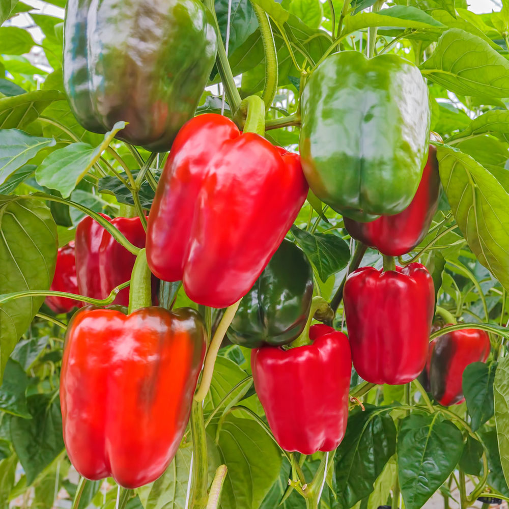 �PusztaTraum� F1 GemüsePaprika Paprika & Chili