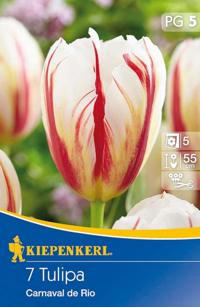Tulpe 'Carnaval de Rio'