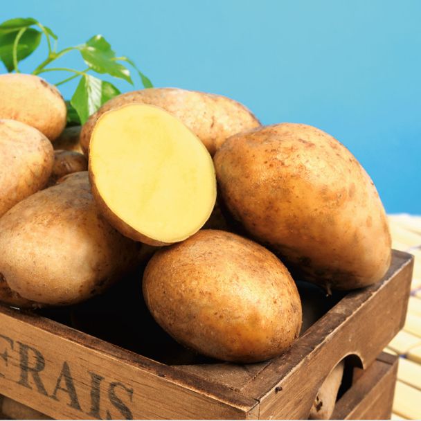 Pflanzkartoffeln Sieglinde, Mittelfrüh, 10 Knollen