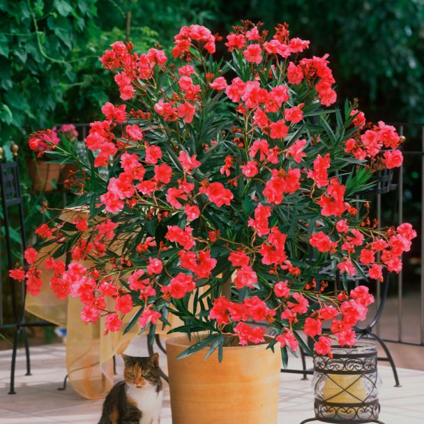 Duft- Oleander, Rot