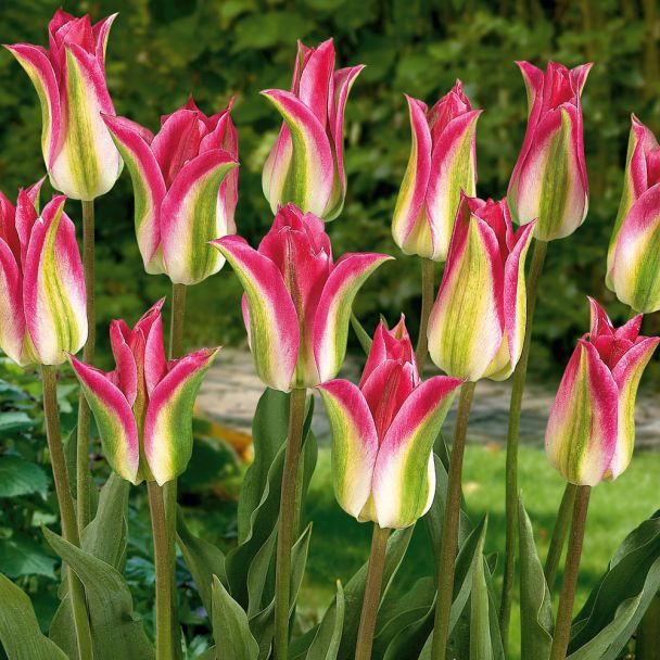 Lilienblütige Tulpen Floriosa