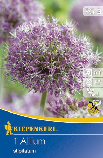 Zierlauch 'Stipitatum'