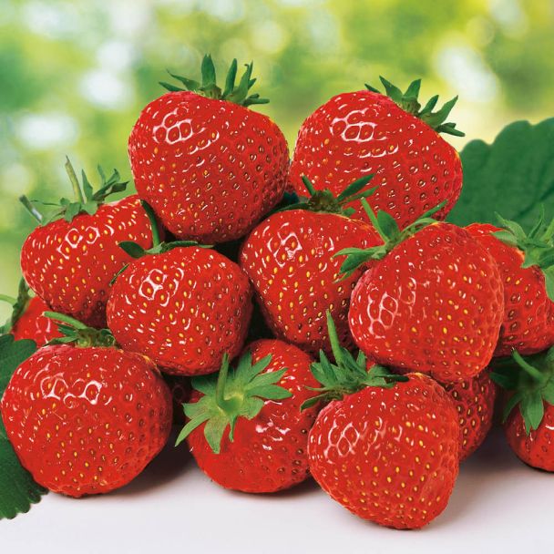 Erdbeere 'Polka', mittelspät
