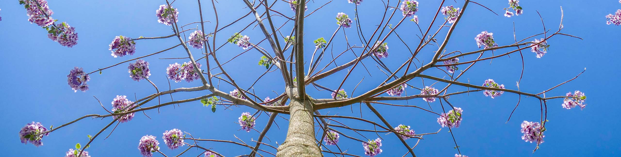 Kiribaum Paulownia