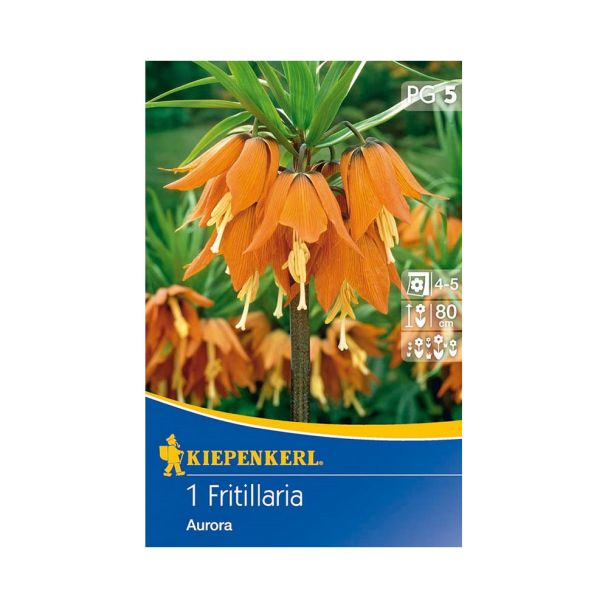 Kaiserkrone 'Aurora' , orange