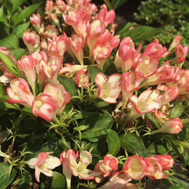 Weigela 'All Summer Peach®'
