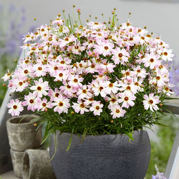 Bloomsation® 'Chameleon'