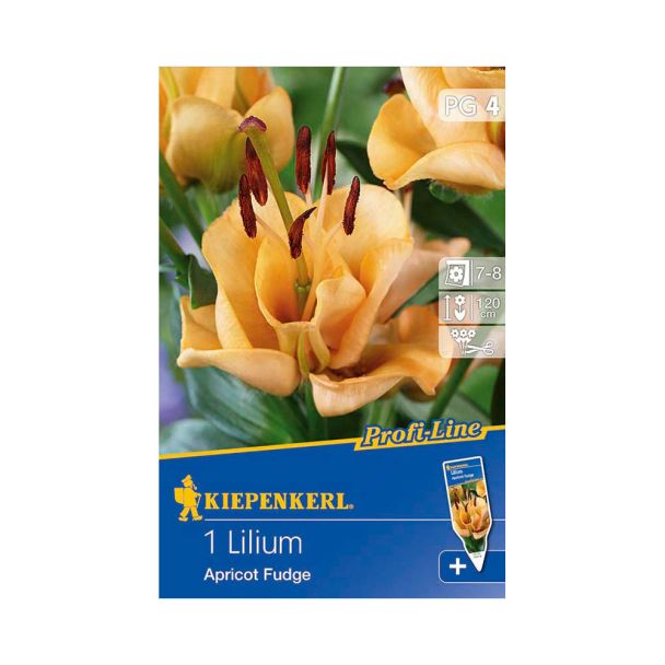 Kiepenkerl Lilie Apricot Fudge - Profi-Line