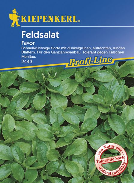 Feldsalat 'Favor'