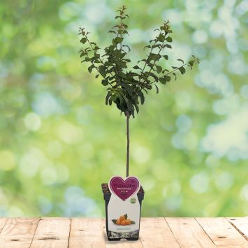 Zwergmirabelle (Stämmchen)