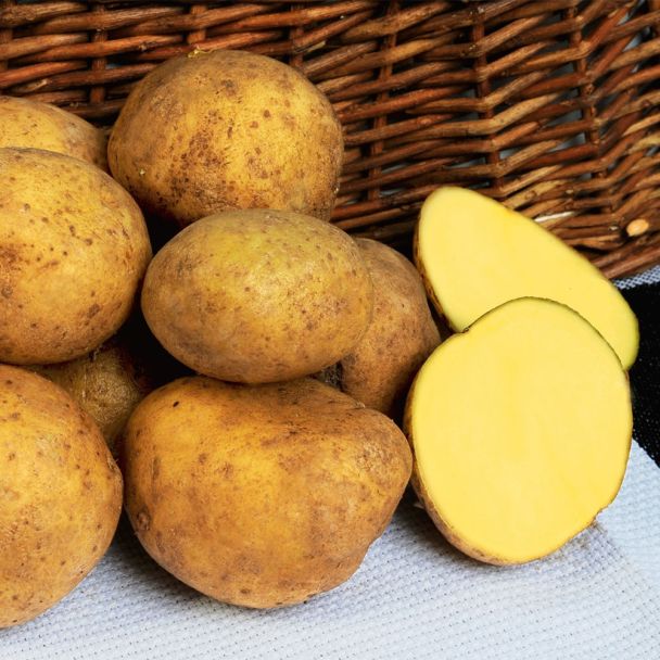 Pflanzkartoffeln Adretta, Mittelfrüh, 10 Knollen