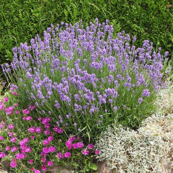 Lavendel XXL