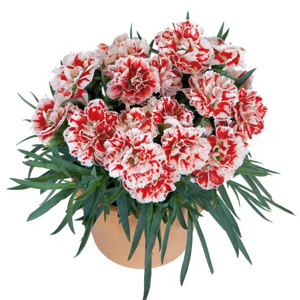 Super Trouper® Garten-Nelken 'Sammy'