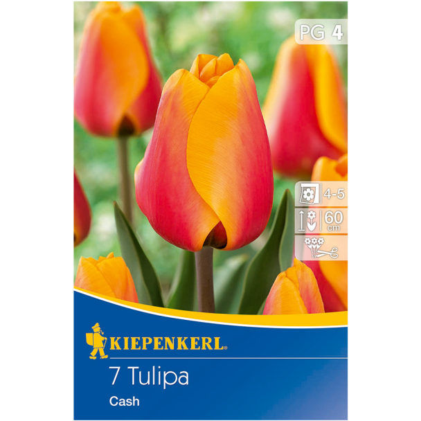 Tulipa Cash