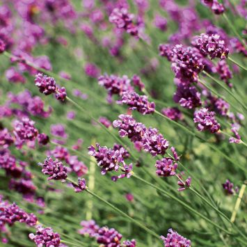 Set-Preis 9 x Lavendel: 3 x 'Essence Purple', blau, 3 x 'Rosea', rosa