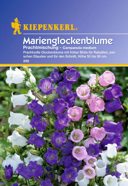 Marienglockenblume 'Prachtmischung'