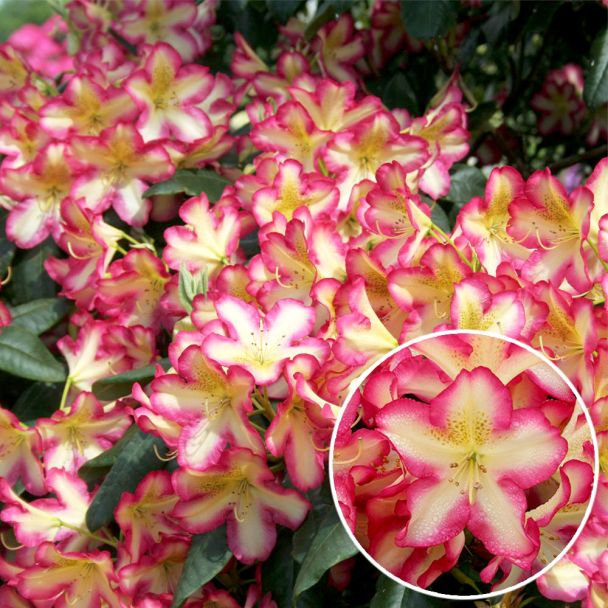 Rhododendron 'Raphaela'