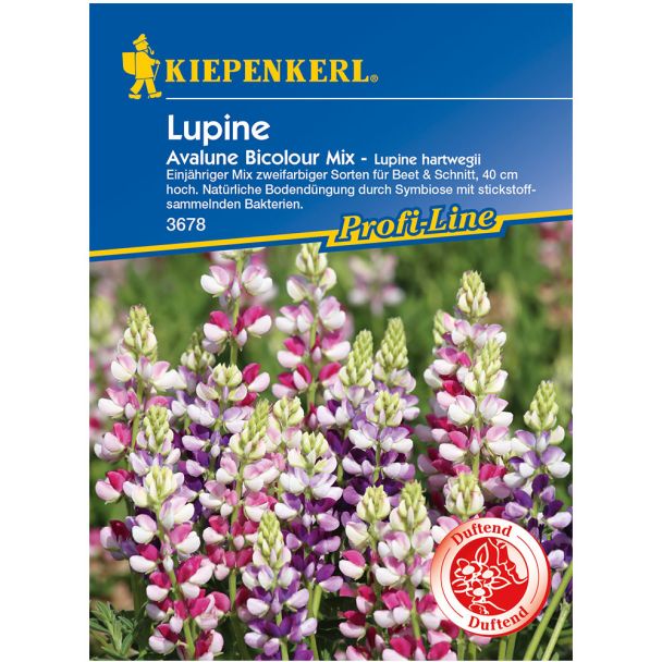 Lupine 'Avalune Bicolour Mix'