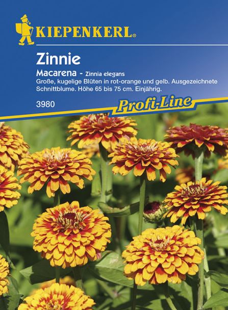 Zinnie 'Macarena'