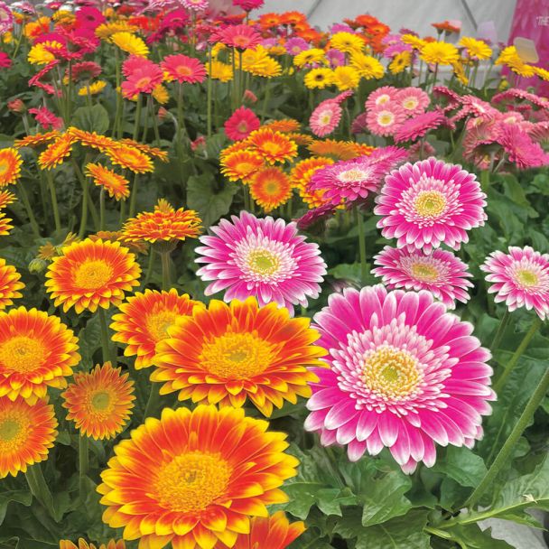 Gerbera Sweet Fiesta Pink und Orange im Set