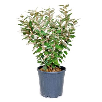 Wintergrüne Ölweide ‘Compacta’
