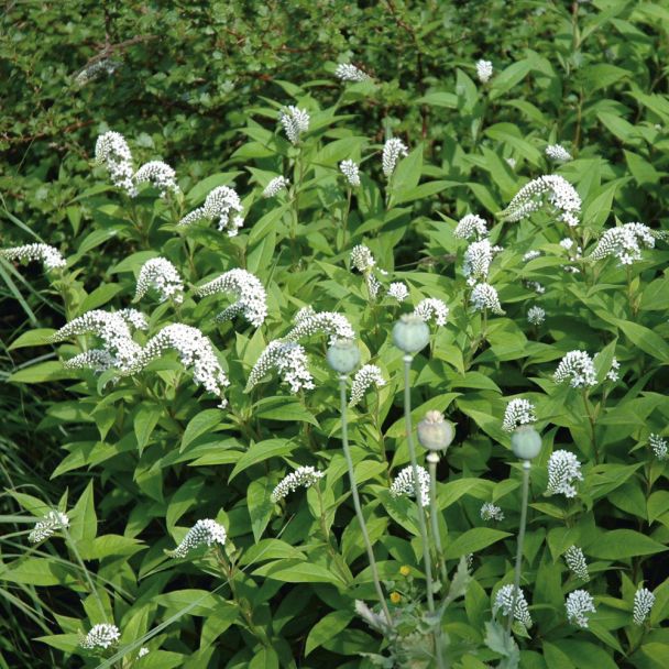'Schnee-Felberich'
