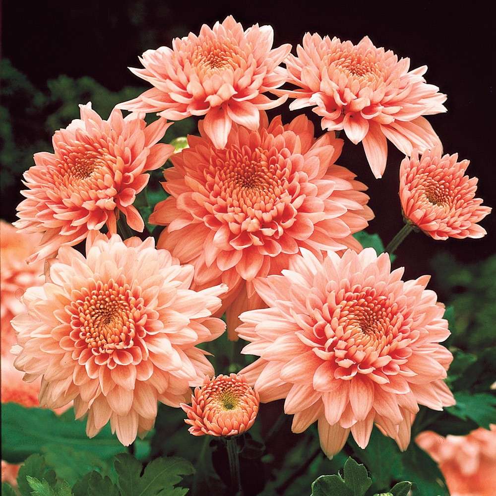 Set-Preis: 9 x Chrysanthemen | Stauden - hoch | Blühstauden | Stauden | Ahrens+Sieberz