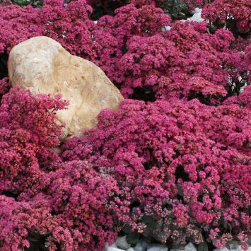 Polstersedum 'Dazzleberry'