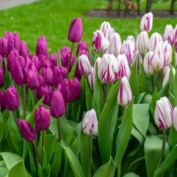Tulpen-Mix 'Prince Brothers'