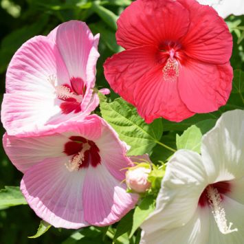 Riesen-Hibiskus XL (Set)